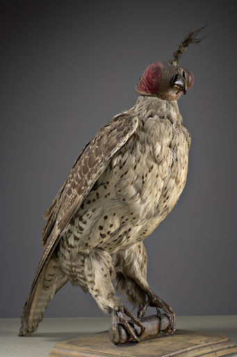 Falco Pellegrino Falco Peregrinus Autore Sconosciuto