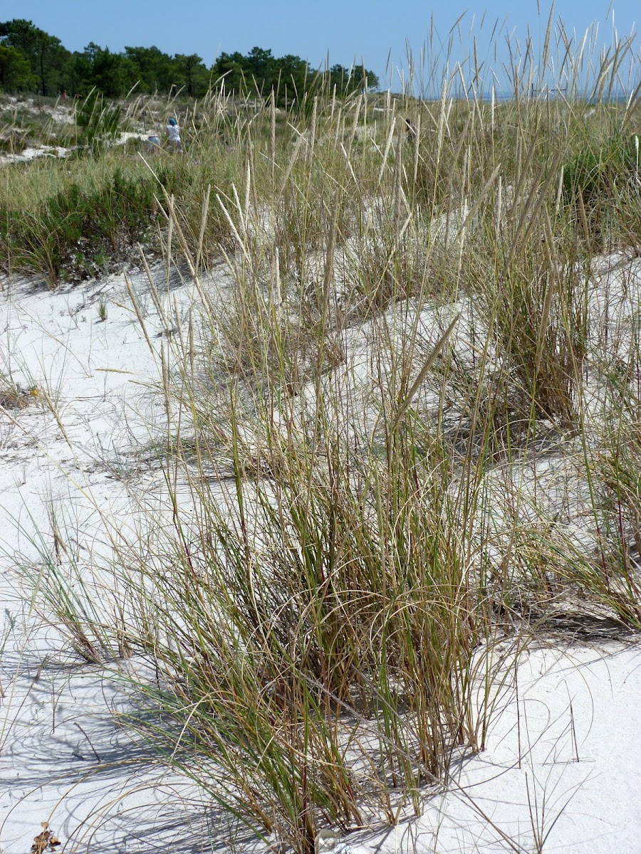 European Beachgrass (Estorno)