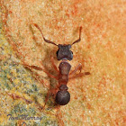 Myrmicine Ant