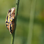 Painted Reed Frog