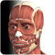 Visual Muscles 3D icon