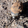 Escarabajo, beetle