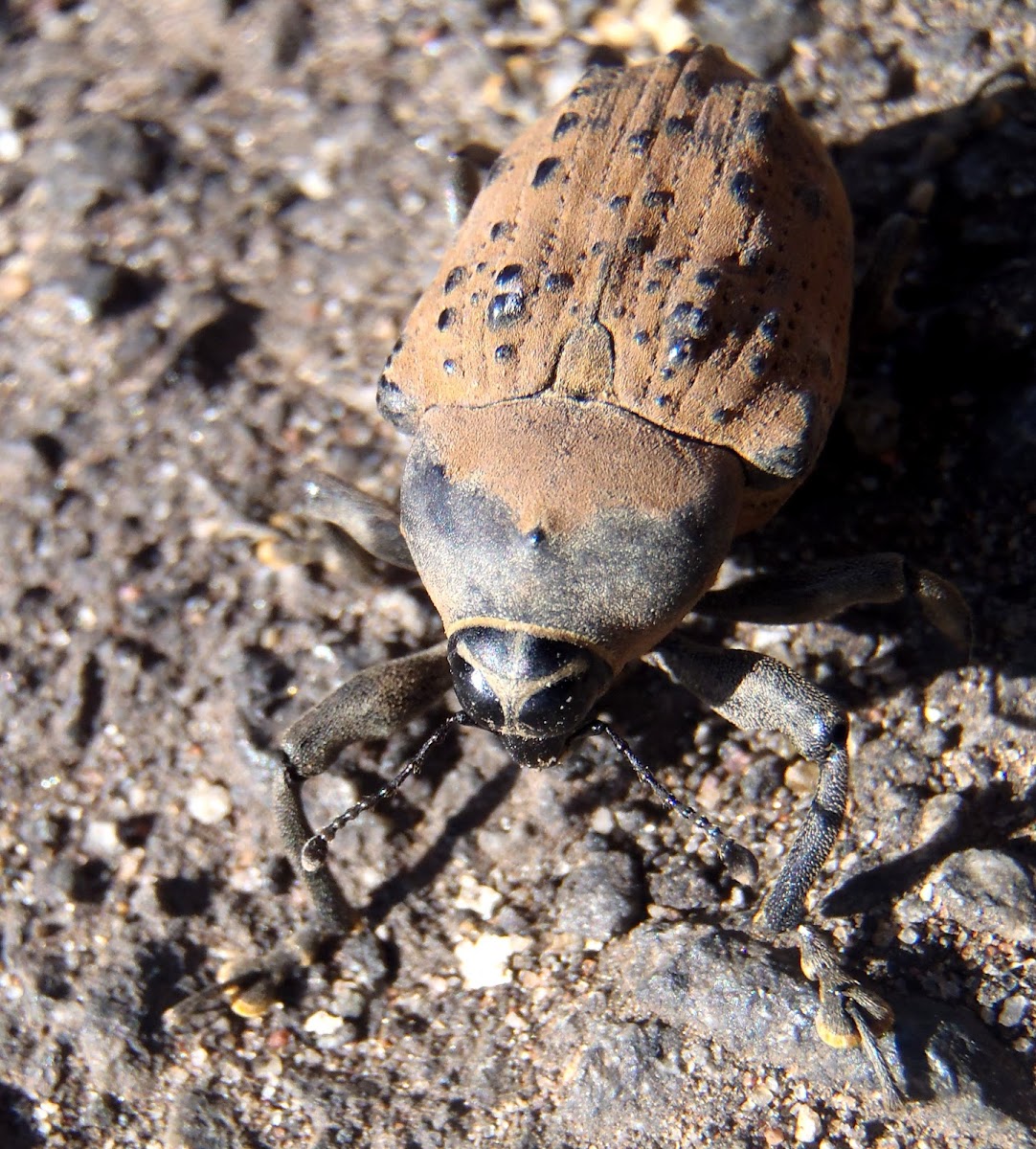 Escarabajo, beetle