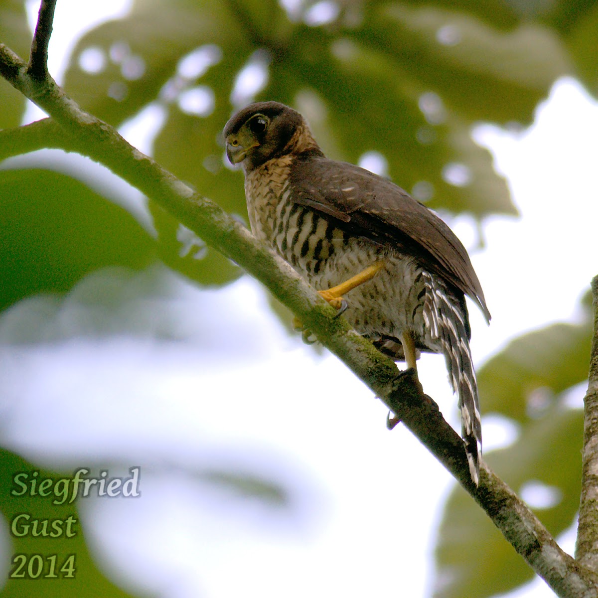Forest Falcon