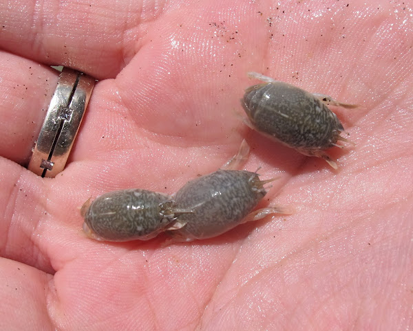Pacific Sand Crab | Project Noah