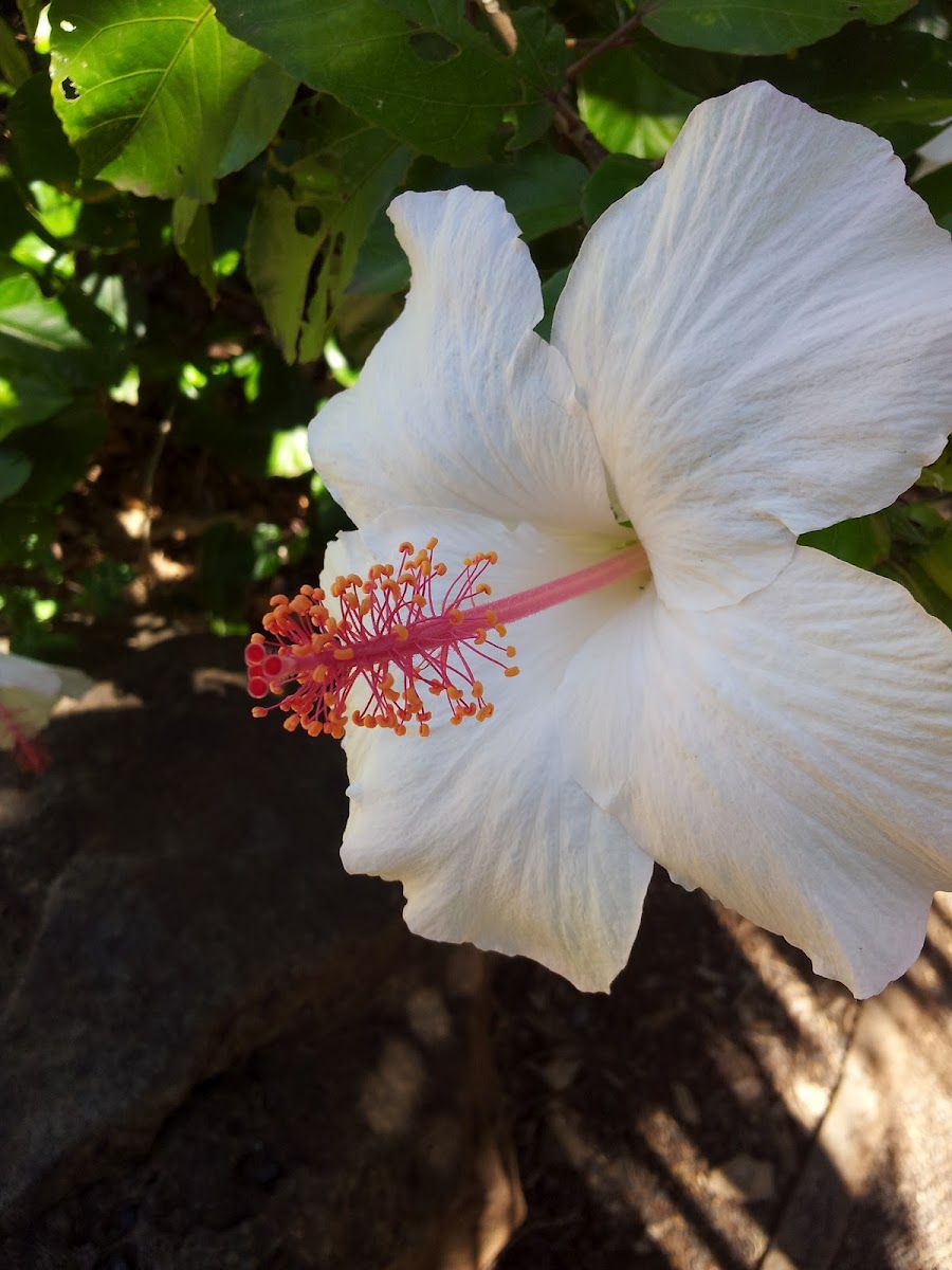 White Hibiscus flower