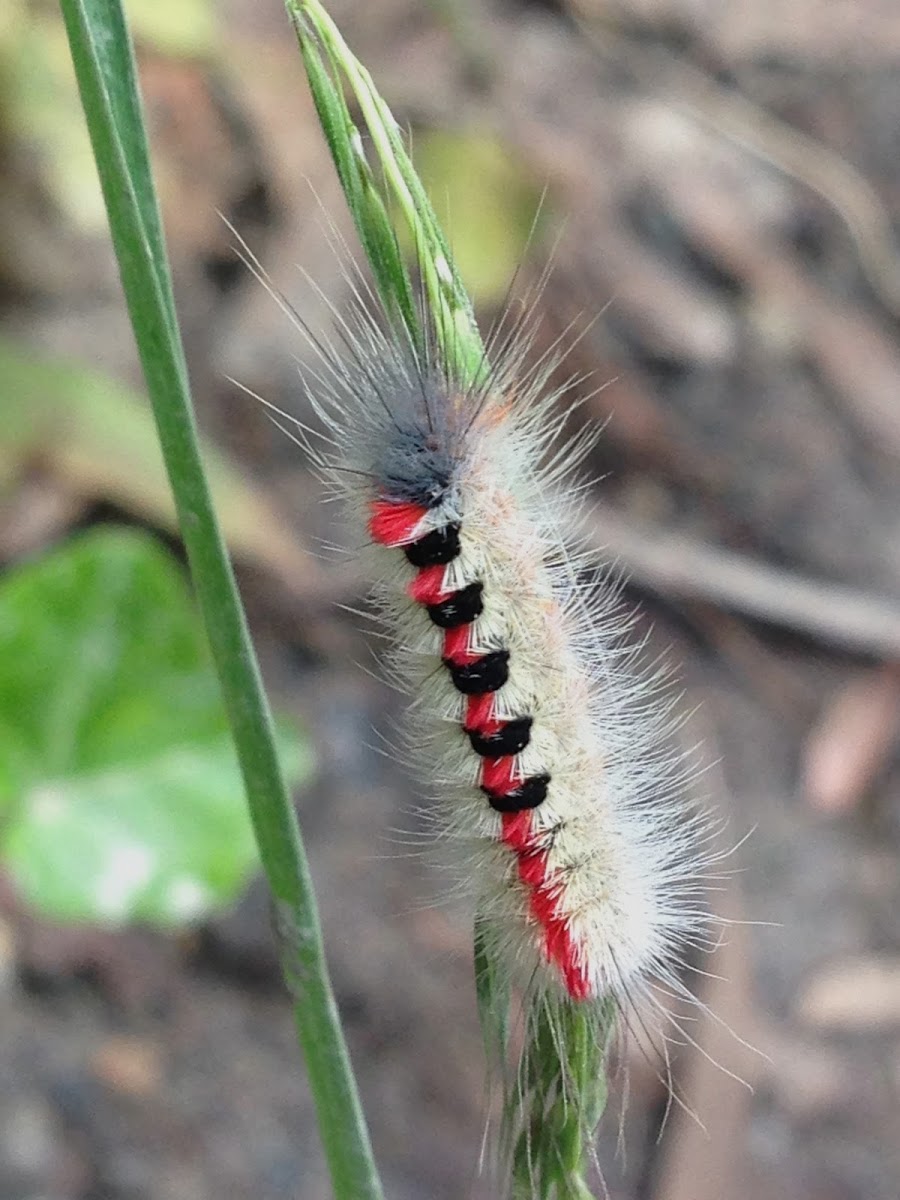 Sparshalli Moth