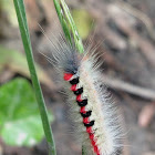Sparshalli Moth