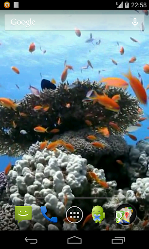 Sea fish Video Live Wallpaper