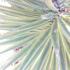 Yucca