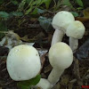 yellow-staining mushroom