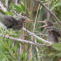 Green Heron fledglings