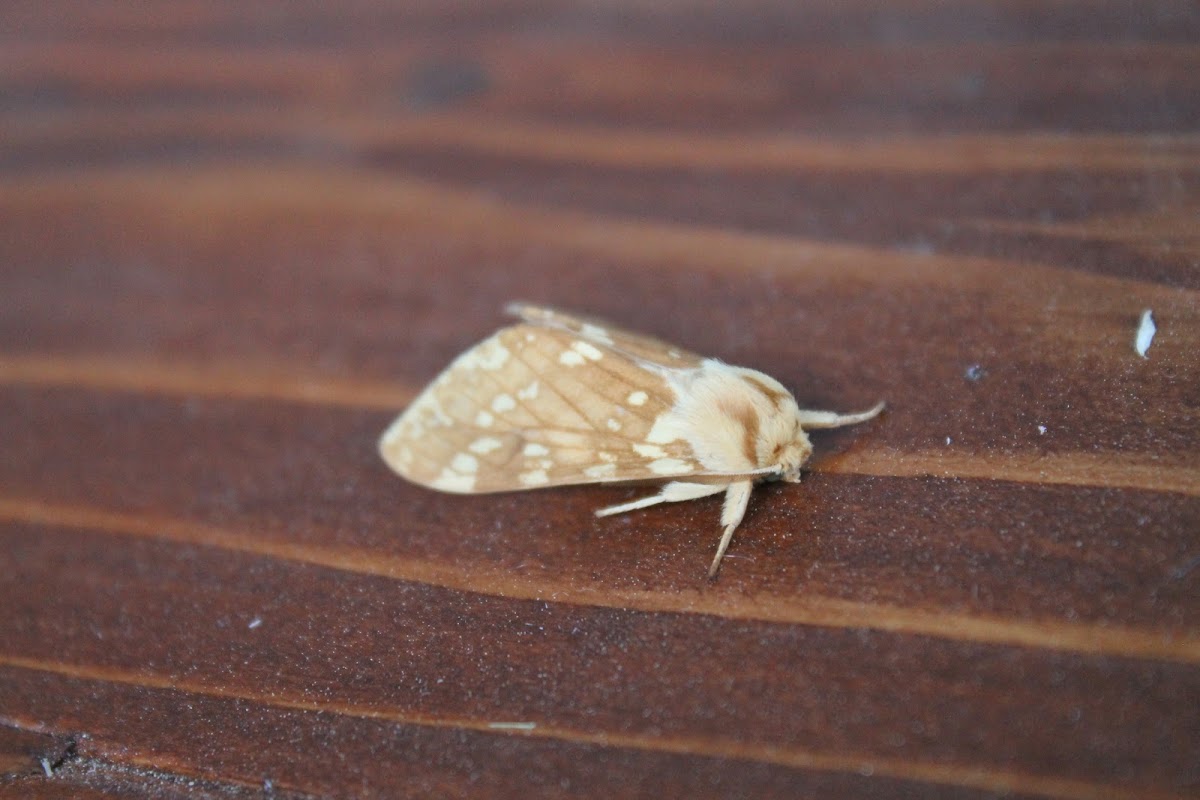 prominent moth