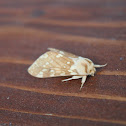 prominent moth