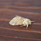 prominent moth