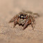 Jumping Spider