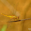 Scarlet Skimmer - Female