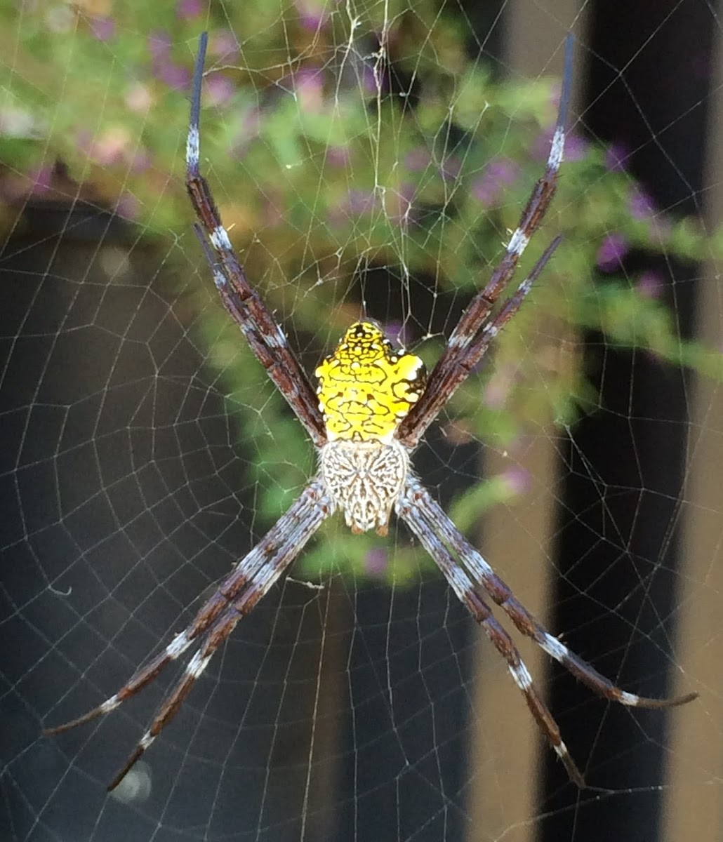 Argiope appensa