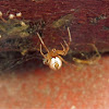 Diamond Comb-footed Spider