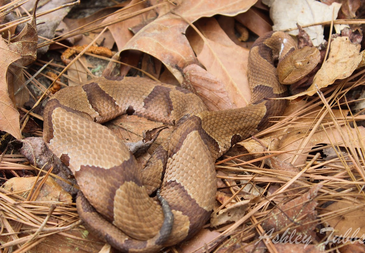 Southern Copperhead