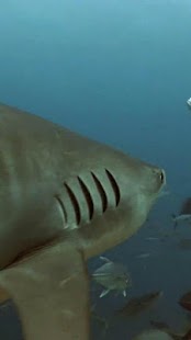 Real Sharks HD Live Wallpaper Screen 2