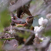 Allen's Hummingbird