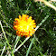 Orangerotes Habichtskraut or Orange Hawkweed