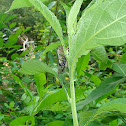 Southern Swamp Cicada, Dusky Winged Cicada