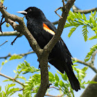 Red-winged Black Bird