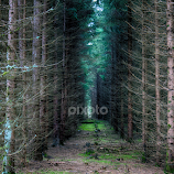 moss trail by Nick-Nikola Mraovic -  