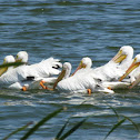 American White Pelican