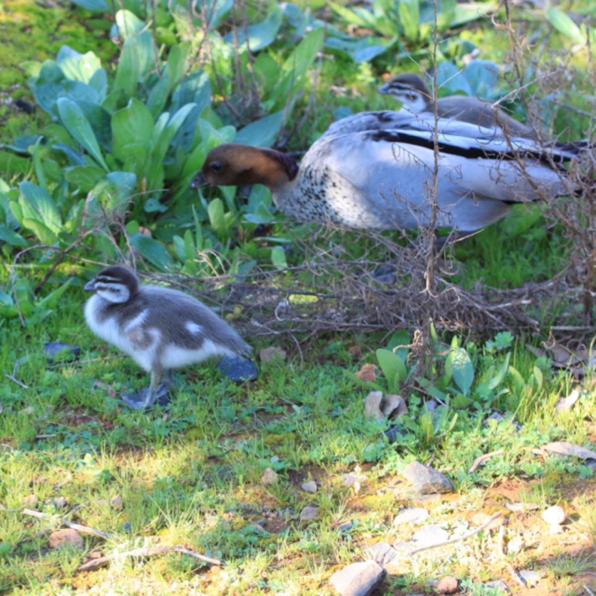 Australia Wood Duck