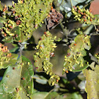 Galls on Avocado leaves