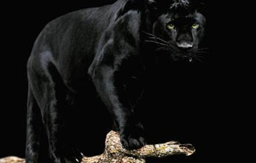 【免費生活App】Black Leopard Wallpapers HD-APP點子