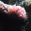 Jeweled anemone