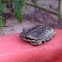 Baja tree frog female