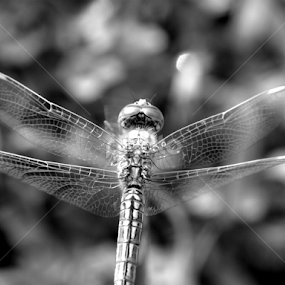 by Sanjay Dhar - Black & White Macro