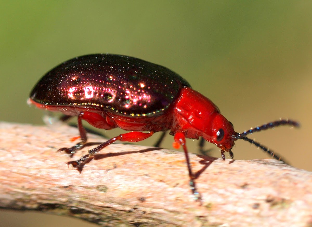 Pittosporum Beetle