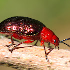 Pittosporum Beetle