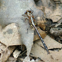 Ashy Clubtail Dragonfly