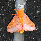 Spiny Oakworm Moth