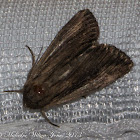 Devonshire Wainscot Moth