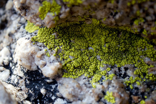 Crusty Lichens | Project Noah