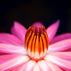 Pink Water Lily