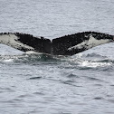 Wave the Humpback Whale