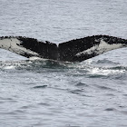 Wave the Humpback Whale