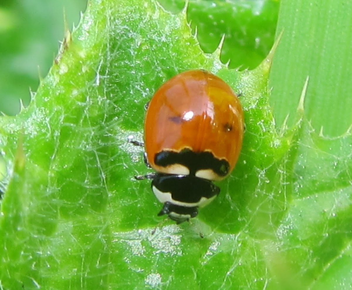 Coccinella Trifasciata Subversa ladybugs