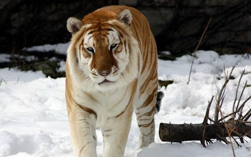 Download Tiger HD Wallpaper APK for PC