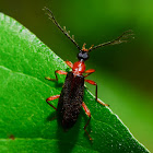 Fire-colored Beetle