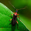 Fire-colored Beetle
